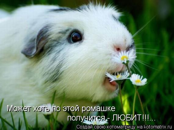 Котоматрица: Может хоть по этой ромашке получится - ЛЮБИТ!!!...