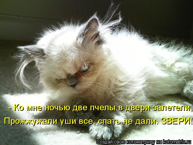 - Ко мне ночью две пчелы в двери залетели, Прожжужали уши все, спать не дали. ЗВЕРИ!... Котоматрица: - Ко мне ночью две пчелы в двери залетели, Прожжужали уши все, спать не дали. ЗВЕРИ!