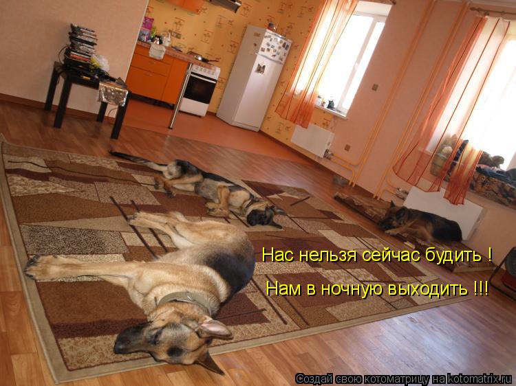 Нас нельзя сейчас будить ! Нам в ночную выходить !!!... Котоматрица: Нас нельзя сейчас будить ! Нам в ночную выходить !!!