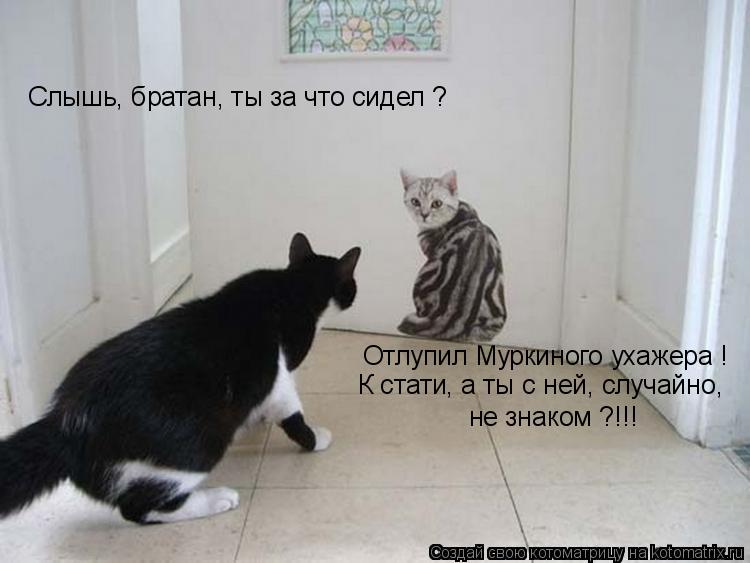 Котоматрица: Слышь, братан, ты за что сидел ? Отлупил Муркиного ухажера ! К стати, а ты с ней, случайно, не знаком ?!!!