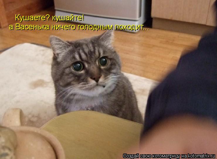 Кушаете? кушайте! а Васенька ничего голодным походит...... Котоматрица: Кушаете? кушайте! а Васенька ничего голодным походит...
