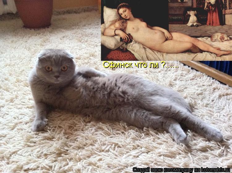 Котоматрица: Сфинск что ли ?......