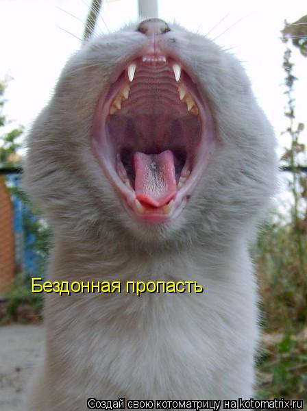 Бездонная пропасть... Котоматрица: Бездонная пропасть