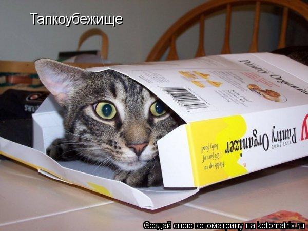 Котоматрица: Тапкоубежище