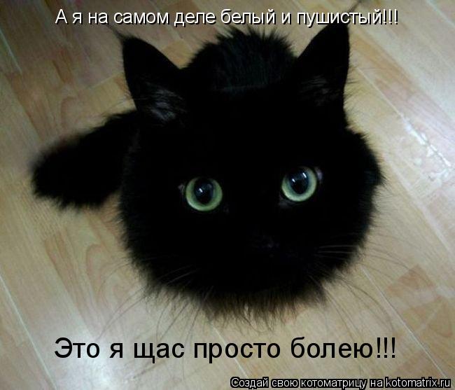 А я на самом деле белый и пушистый!!! Это я щас просто болею!!!... Котоматрица: А я на самом деле белый и пушистый!!! Это я щас просто болею!!!