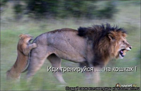 Иди тренируйся .... на кошках !... Котоматрица: Иди тренируйся .... на кошках !