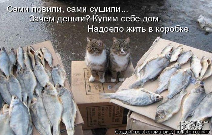 Котоматрица: Сами ловили, сами сушили... Зачем деньги? Купим себе дом. Надоело жить в коробке.