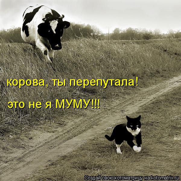 корова, ты перепутала! это не я МУМУ!!!... Котоматрица: корова, ты перепутала! это не я МУМУ!!!
