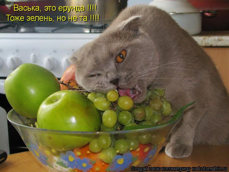Котоматрица: Васька, это ерунда !!!! Тоже зелень, но не та !!!!