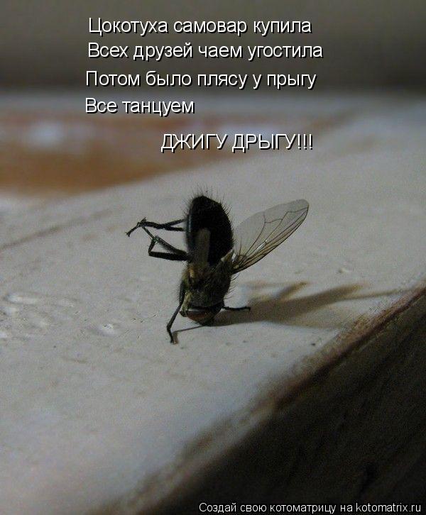 Цокотуха самовар купила Всех друзей чаем угостила Потом было плясу у прыгу Все танцуем ДЖИГУ ДРЫГУ!!!... Котоматрица: Цокотуха самовар купила Всех друзей чаем угостила Потом было плясу у прыгу Все танцуем ДЖИГУ ДРЫГУ!!!