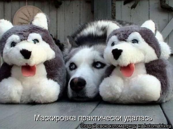 Котоматрица: Маскировка практически удалась