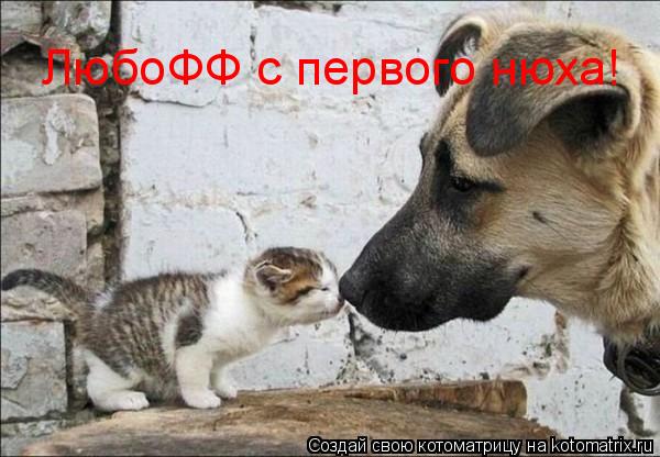ЛюбоФФ с первого нюха!... Котоматрица: ЛюбоФФ с первого нюха!