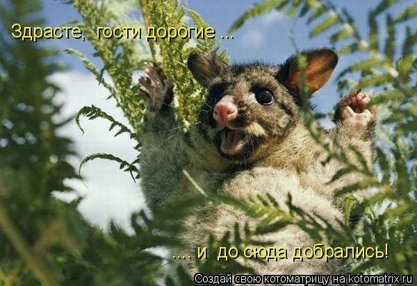 Здрасте, гости дорогие ... .... и до сюда добрались!... Котоматрица: Здрасте, гости дорогие ... .... и до сюда добрались!