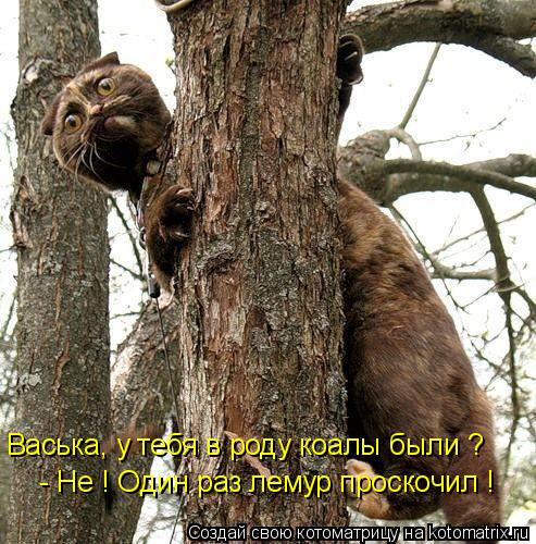 Васька, у тебя в роду коалы были ? - Не ! Один раз лемур проскочил !... Котоматрица: Васька, у тебя в роду коалы были ? - Не ! Один раз лемур проскочил !