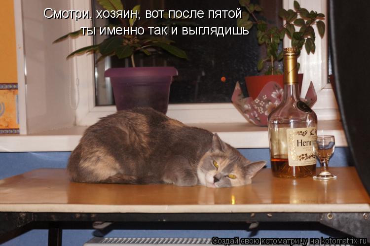 Смотри, хозяин, вот после пятой ты именно так и выглядишь... Котоматрица: Смотри, хозяин, вот после пятой ты именно так и выглядишь