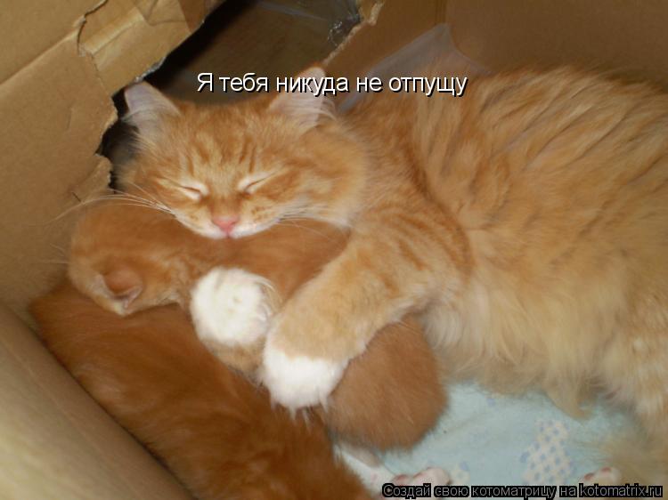 Котоматрица: Я тебя никуда не отпущу