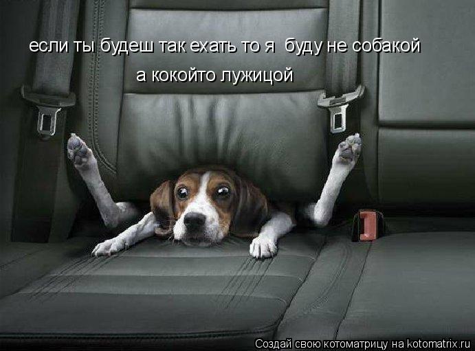 если ты будеш так ехать то я буду не собакой а кокойто лужицой... Котоматрица: если ты будеш так ехать то я буду не собакой а кокойто лужицой