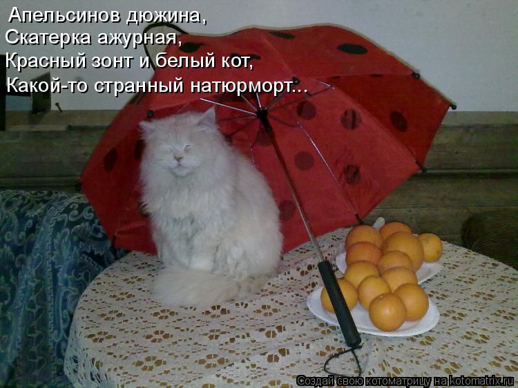 Котоматрица: Апельсинов дюжина, Скатерка ажурная, Красный зонт и белый кот, Какой-то странный натюрморт...