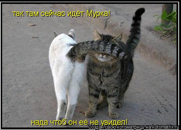 Котоматрица: так там сейчас идёт Мурка! нада чтоб он её не увидел!