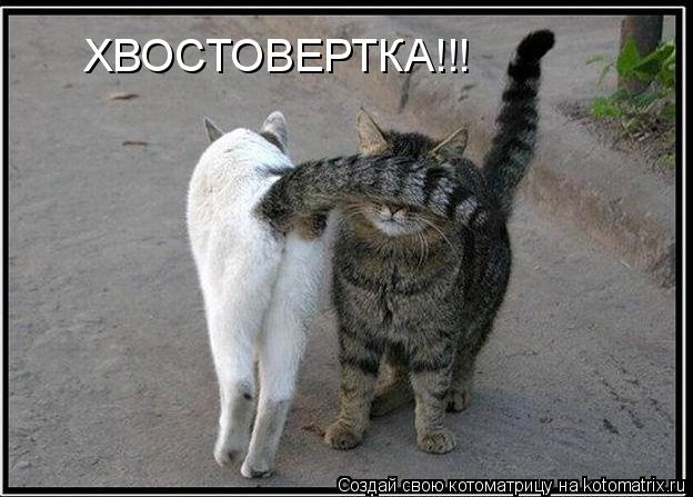 Котоматрица: ХВОСТОВЕРТКА!!!
