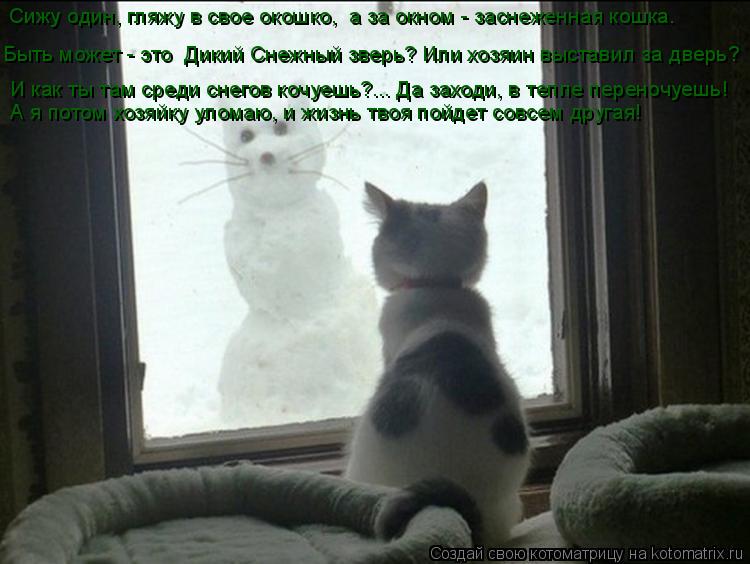 Котоматрица: Быть может - это  Дикий Снежный зверь? Или хозяин выставил за дверь? Сижу один, гляжу в свое окошко,  а за окном - заснеженная кошка.  И как ты та