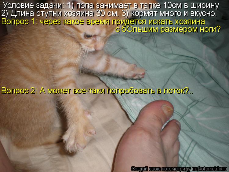 Условие задачи: 1) попа занимает в тапке 10см в ширину 2) Длина ступни хозяина 30 см. 3) кормят много... Котоматрица: Условие задачи: 1) попа занимает в тапке 10см в ширину 2) Длина ступни хозяина 30 см. 3) кормят много и вкусно. Вопрос 1: через какое время придется