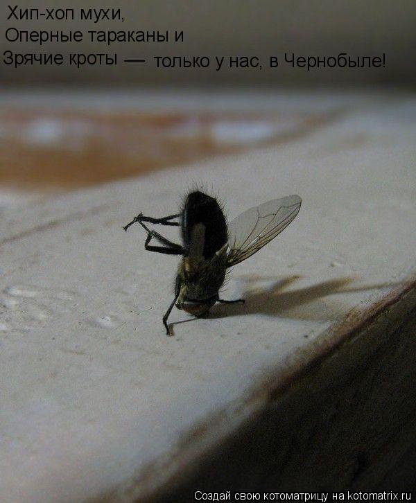 Хип-хоп мухи, __ только у нас, в Чернобыле! Зрячие кроты Оперные тараканы и... Котоматрица: Хип-хоп мухи, __ только у нас, в Чернобыле! Зрячие кроты Оперные тараканы и