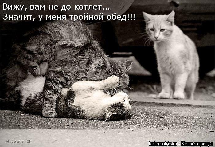 Вижу, вам не до котлет... Значит, у меня тройной обед!!!... Котоматрица: Вижу, вам не до котлет... Значит, у меня тройной обед!!!