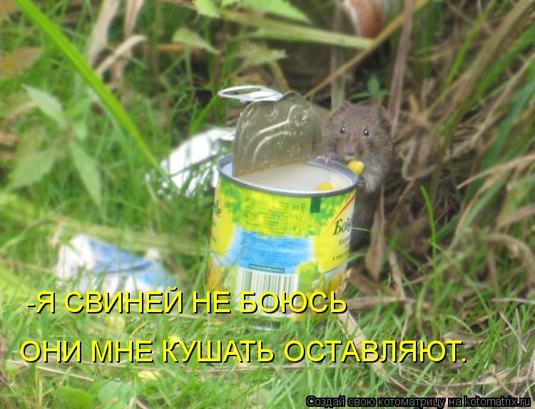 -Я СВИНЕЙ НЕ БОЮСЬ ОНИ МНЕ КУШАТЬ ОСТАВЛЯЮТ.... Котоматрица: -Я СВИНЕЙ НЕ БОЮСЬ ОНИ МНЕ КУШАТЬ ОСТАВЛЯЮТ.
