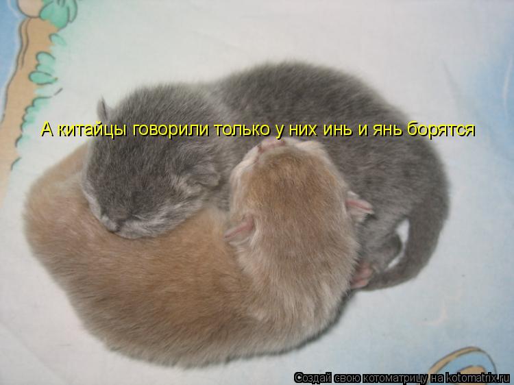 А китайцы говорили только у них инь и янь борятся... Котоматрица: А китайцы говорили только у них инь и янь борятся