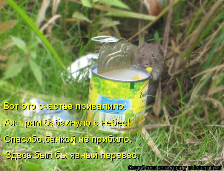Вот это счастье привалило! Аж прям бабахнуло с небес! Спасибо,банкой не прибило. Здесь был бы явный п... Котоматрица: Вот это счастье привалило! Аж прям бабахнуло с небес! Спасибо,банкой не прибило. Здесь был бы явный перевес.