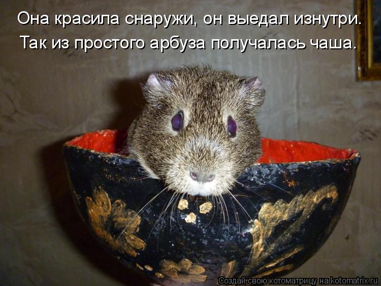Котоматрица: Она красила снаружи, он выедал изнутри. Так из простого арбуза получалась чаша.