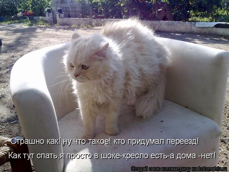 Котоматрица: Как тут спать,я просто в шоке-кресло есть-а дома -нет! Страшно как! ну что такое! кто придумал переезд!