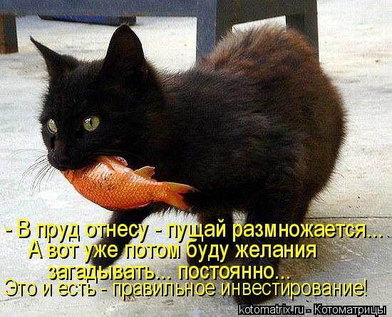 Котоматрица: - В пруд отнесу - пущай размножается... А вот уже потом буду желания загадывать... постоянно... Это и есть - правильное инвестирование!