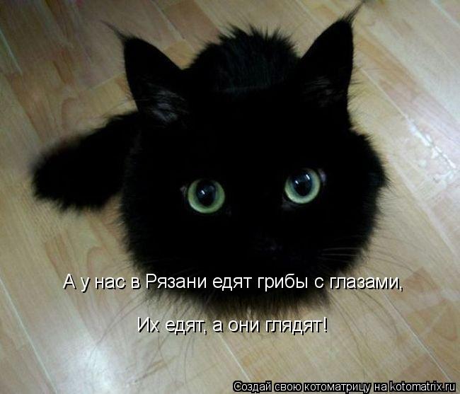 А у нас в Рязани едят грибы с глазами, Их едят, а они глядят!... Котоматрица: А у нас в Рязани едят грибы с глазами, Их едят, а они глядят!