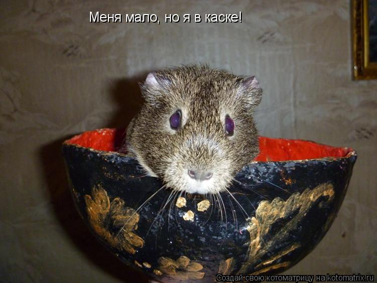 Меня мало, но я в каске!... Котоматрица: Меня мало, но я в каске!