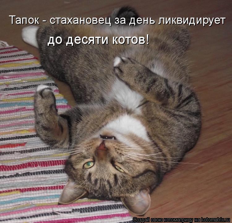 Котоматрица: Тапок - стахановец за день ликвидирует  до десяти котов!