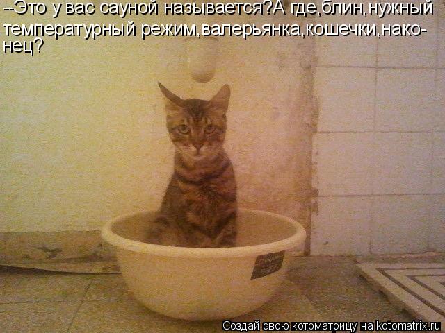 Котоматрица: температурный режим,валерьянка,кошечки,нако- нец? --Это у вас сауной называется?А где,блин,нужный