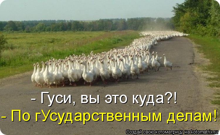 Котоматрица: - Гуси, вы это куда?! - По гУсударственным делам!