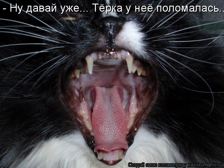 - Ну давай уже... Тёрка у неё поломалась...... Котоматрица: - Ну давай уже... Тёрка у неё поломалась...