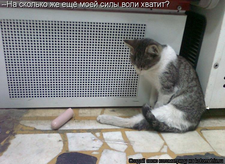 Котоматрица: --На сколько же ещё моей силы воли хватит?