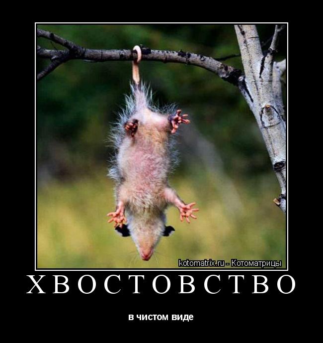 Котоматрица: Хвостовство в чистом виде