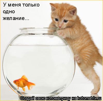 Котоматрица: У меня только  одно желание...