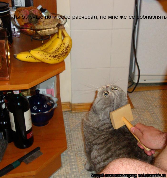 Ты б лучше ноги себе расчесал, не мне же её соблазнять... Котоматрица: Ты б лучше ноги себе расчесал, не мне же её соблазнять