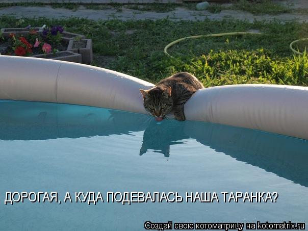 Котоматрица: ДОРОГАЯ, А КУДА ПОДЕВАЛАСЬ НАША ТАРАНКА?