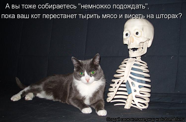 Котоматрица: А вы тоже собираетесь "немножко подождать", пока ваш кот перестанет тырить мясо и висеть на шторах?