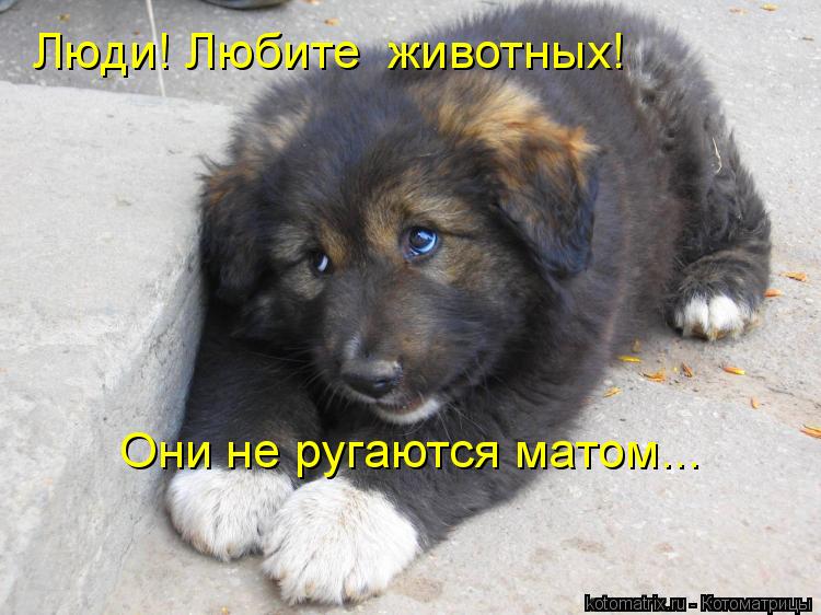 Котоматрица: Люди! Любите  животных! Они не ругаются матом...