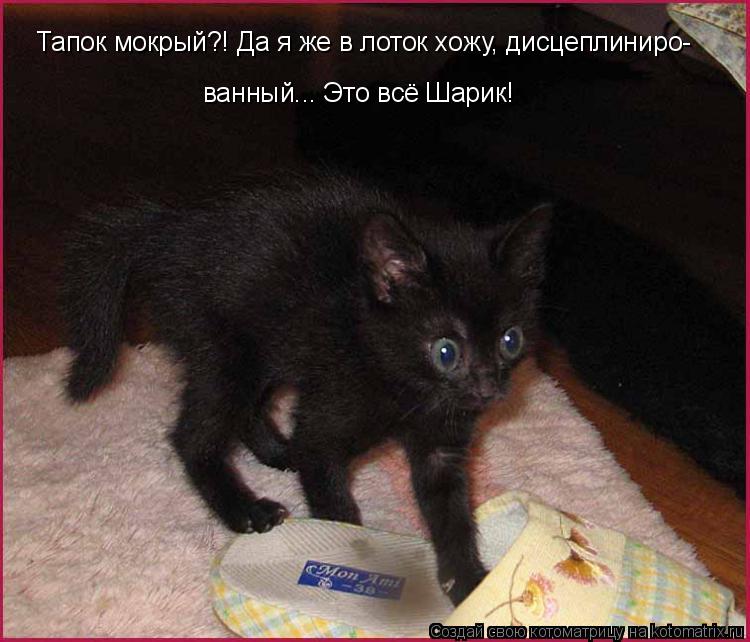 Тапок мокрый?! Да я же в лоток хожу, дисцеплиниро- ванный... Это всё Шарик!... Котоматрица: Тапок мокрый?! Да я же в лоток хожу, дисцеплиниро- ванный... Это всё Шарик!