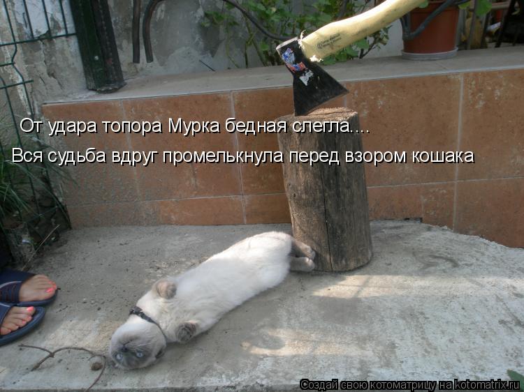 Котоматрица: От удара топора Мурка бедная слегла.... Вся судьба вдруг промелькнула перед взором кошака