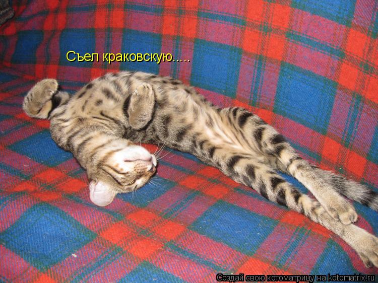 Съел краковскую........ Котоматрица: Съел краковскую.....
